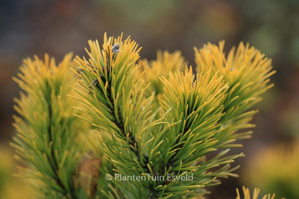 Pinus mugo ‘Carsten’