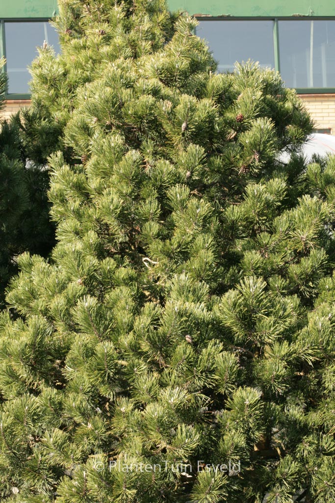 Pinus mugo ‘Gnom’