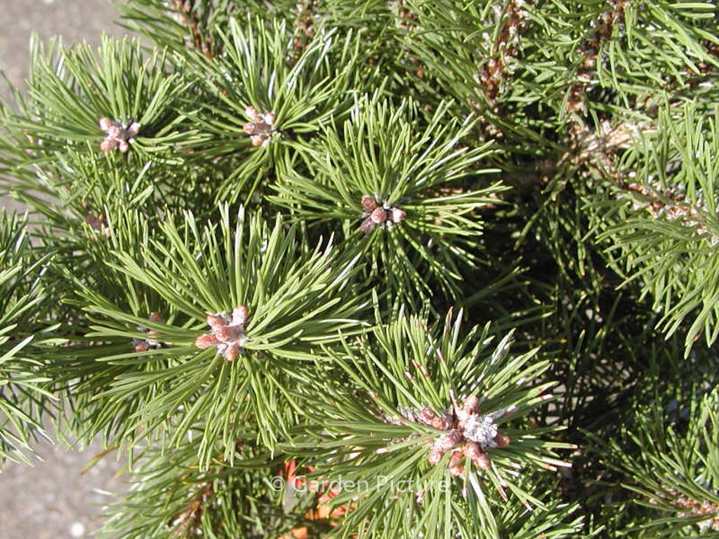 Pinus mugo ‘Humpy’