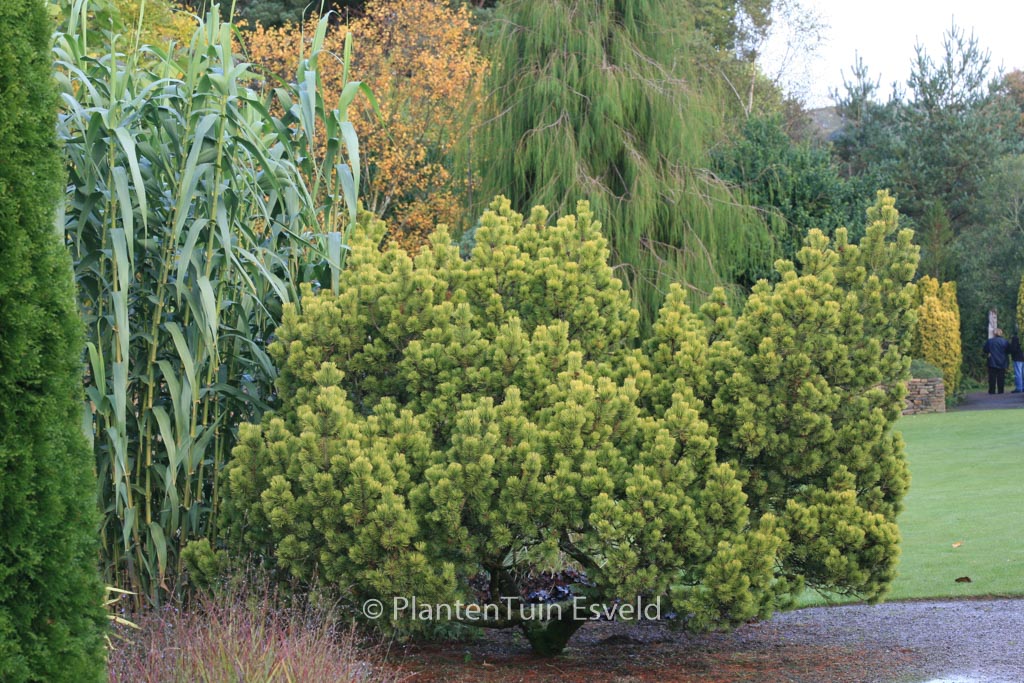 Pinus mugo ‘Ophir’