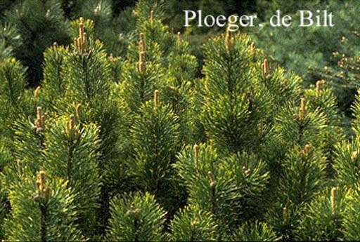 Pinus mugo ‘Pal Maleter’