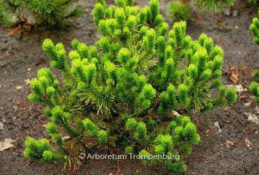 Pinus mugo ‘Rigi’