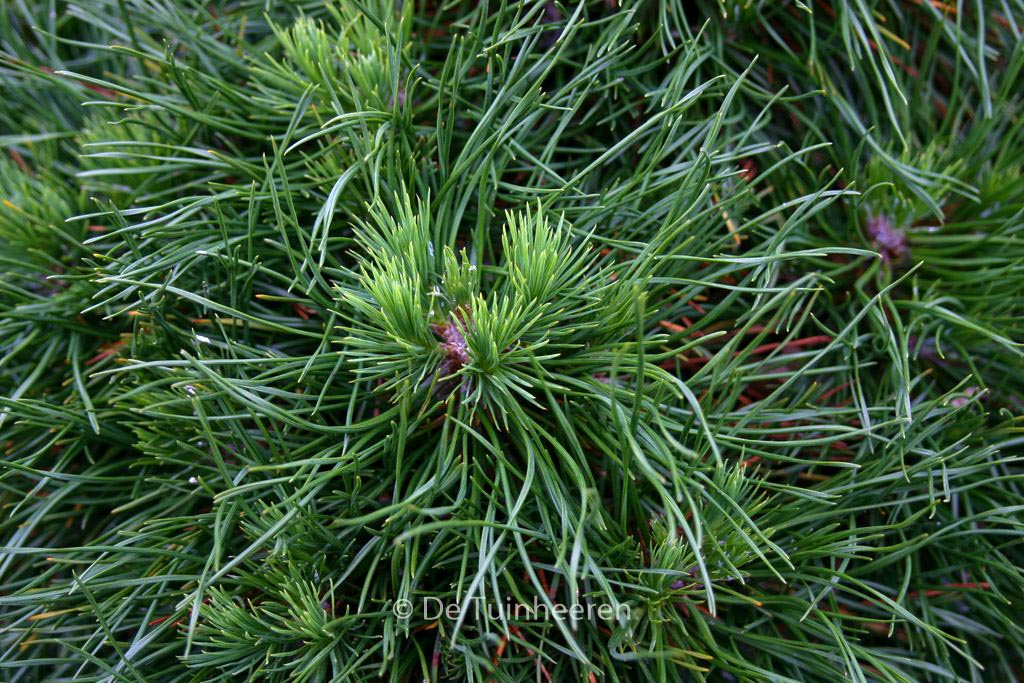 Pinus mugo ‘Varella’