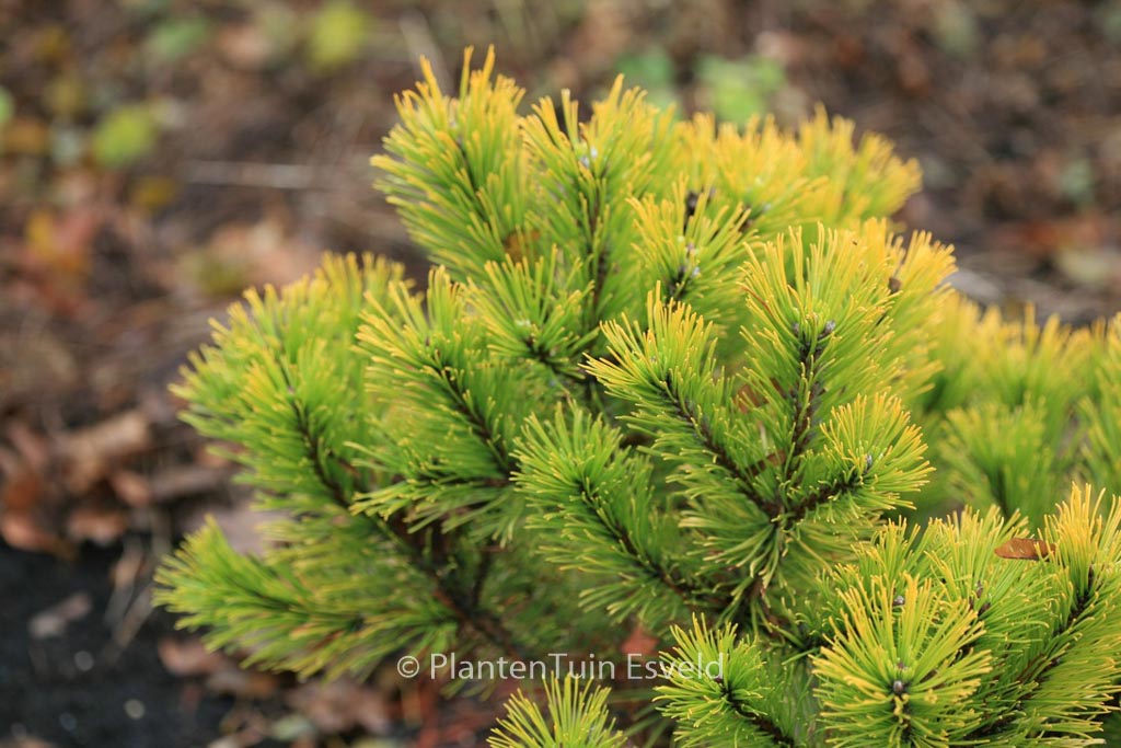 Pinus mugo ‘Winter Gold’