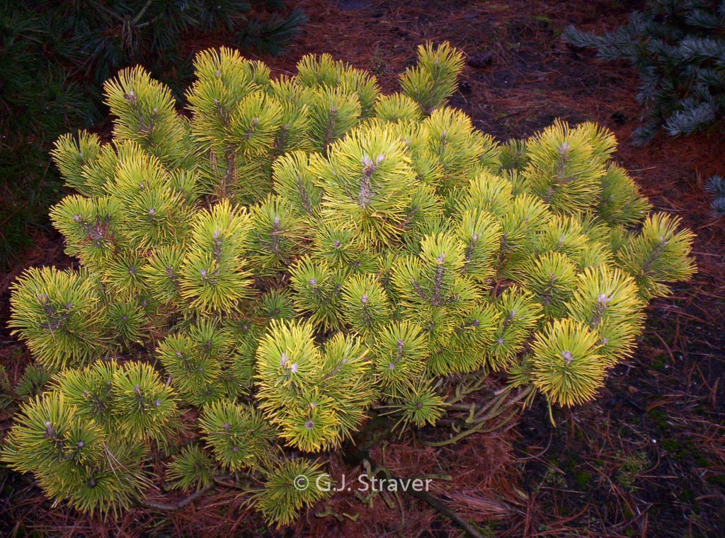 Pinus mugo ‘Wintersonne’