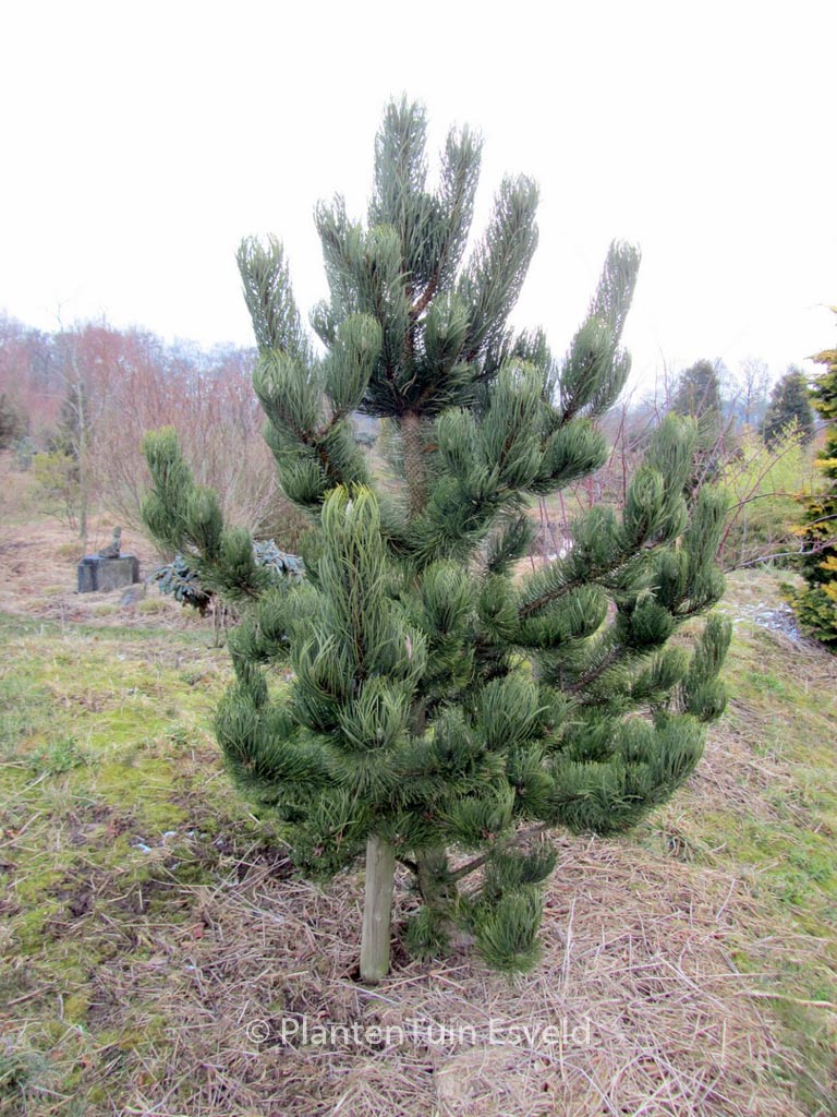 Pinus nigra ‘Oregon Green’