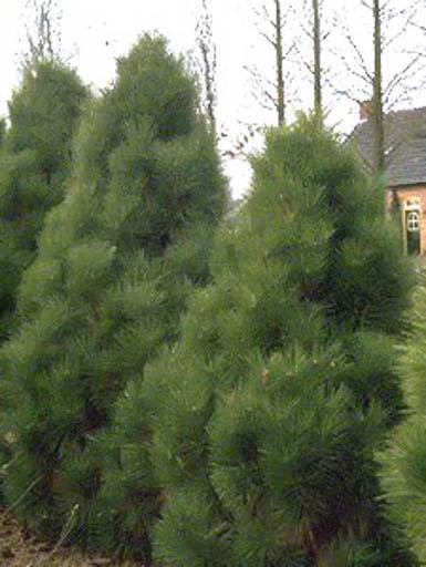 Pinus nigra ‘Pyramidalis’