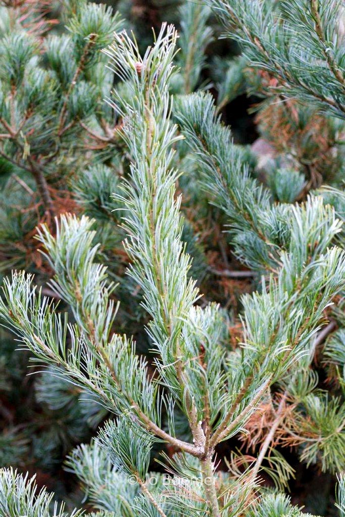 Pinus parviflora ‘Blue Giant’