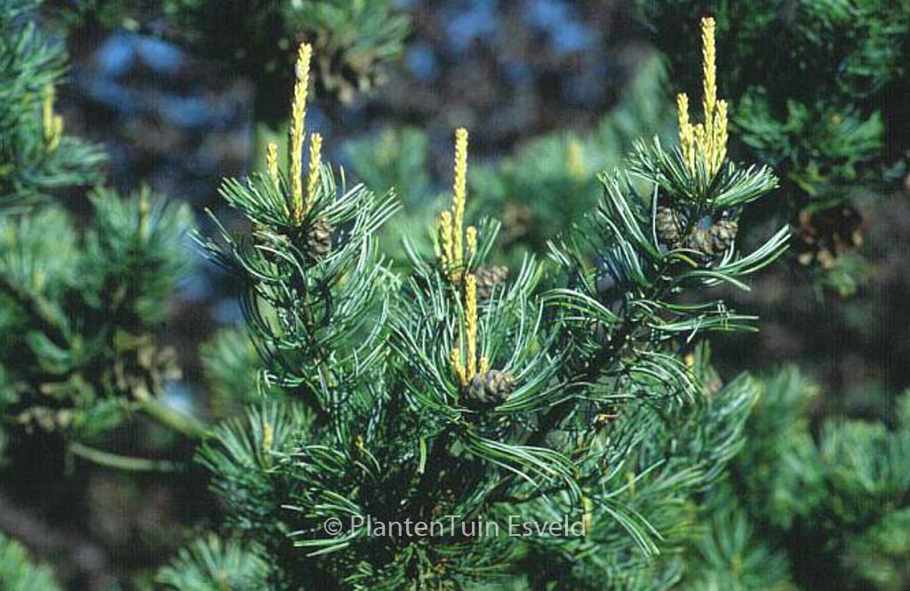 Pinus parviflora ‘Negishi’