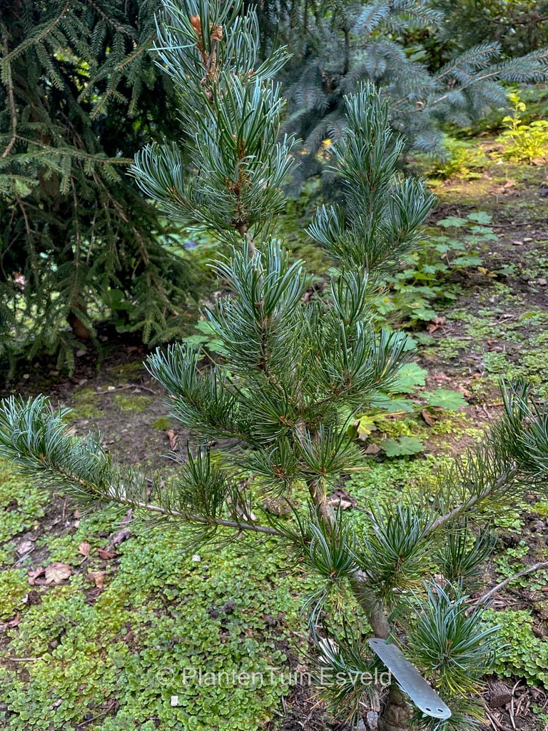 Pinus parviflora ‘Pentaphylla Glauca’