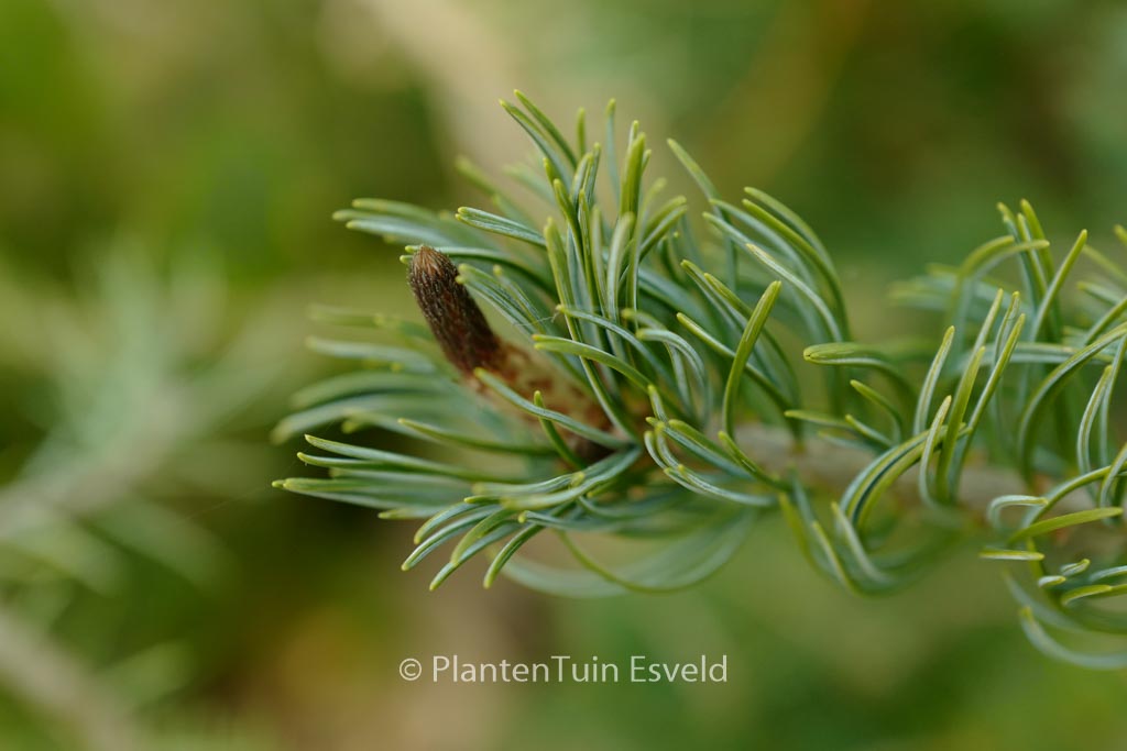 Pinus parviflora ‘Saphir’