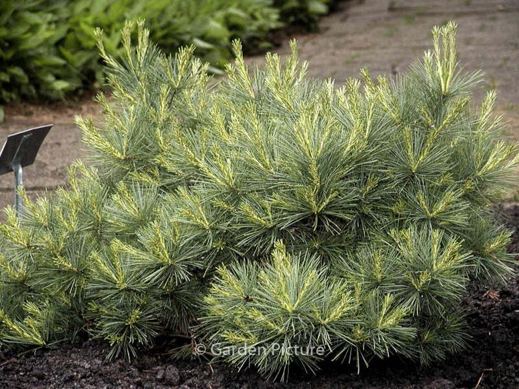 Pinus strobus ‘Blue Shag’