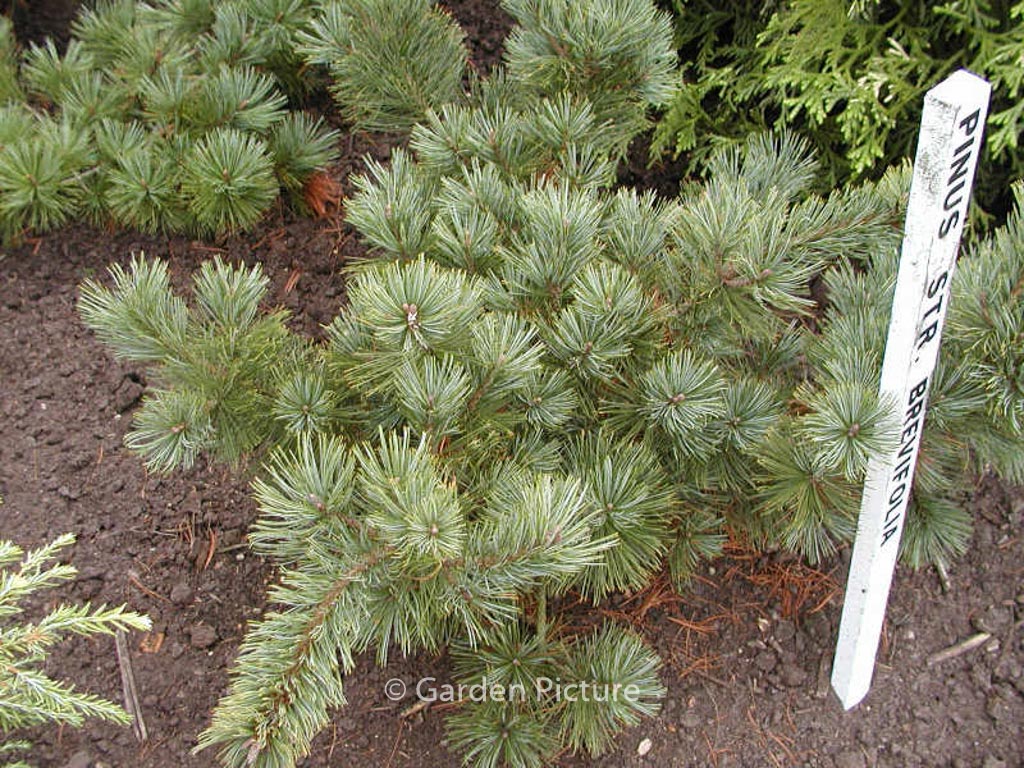 Pinus strobus ‘Brevifolia’