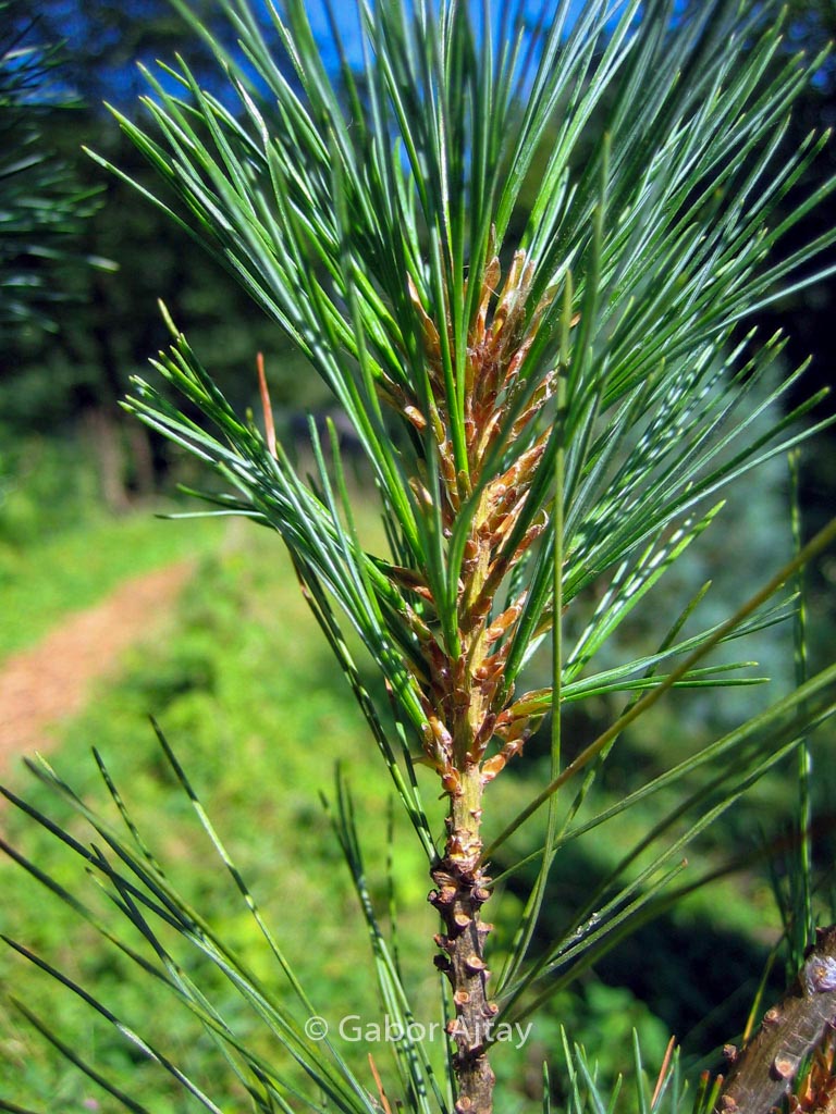 Pinus strobus ‘Stowe Pillar’