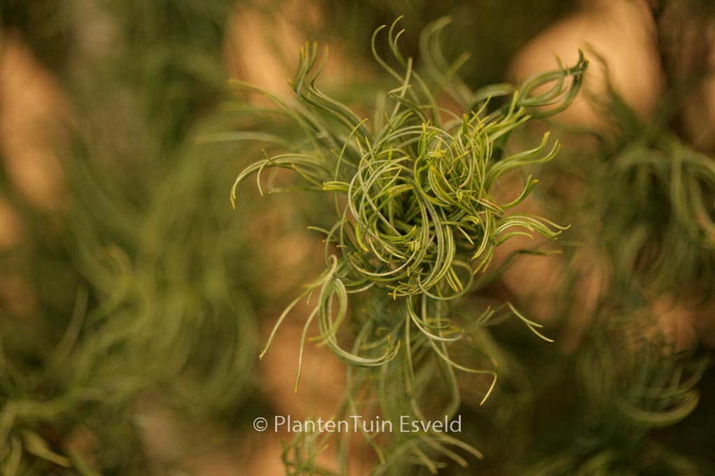 Pinus strobus ‘Tiny Kurls’