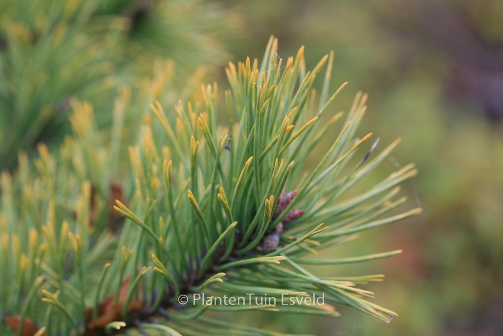 Pinus sylvestris ‘Aurea’