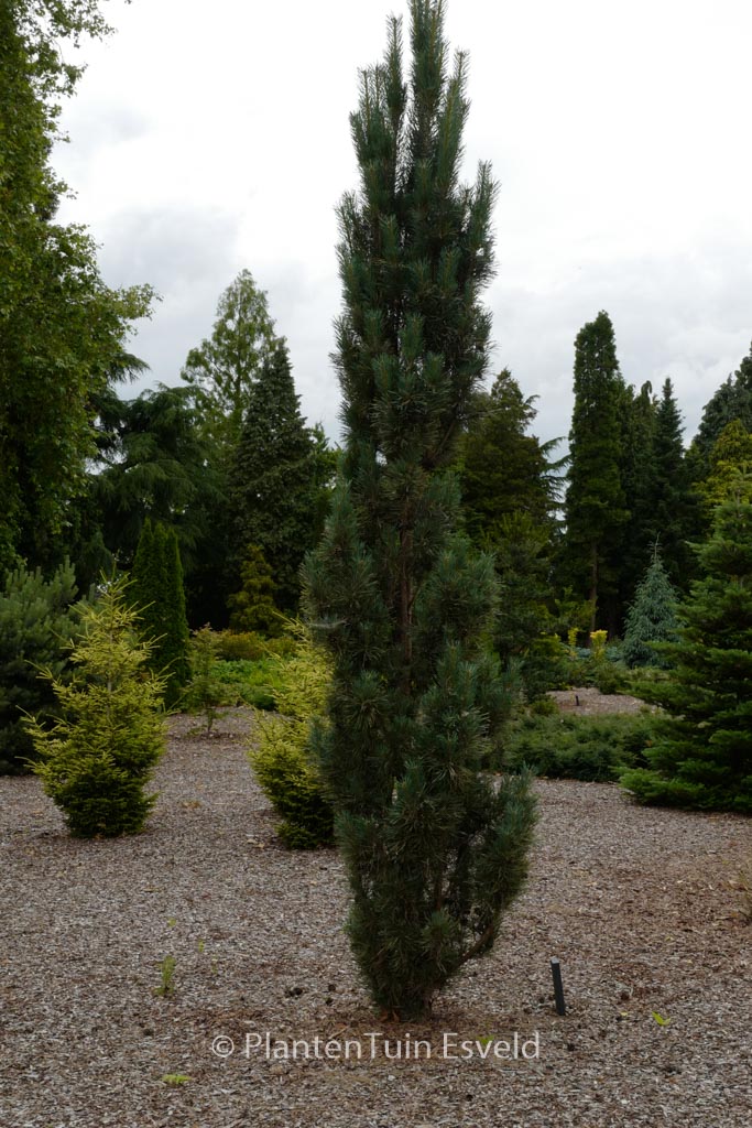 Pinus sylvestris ‘Fastigiata’