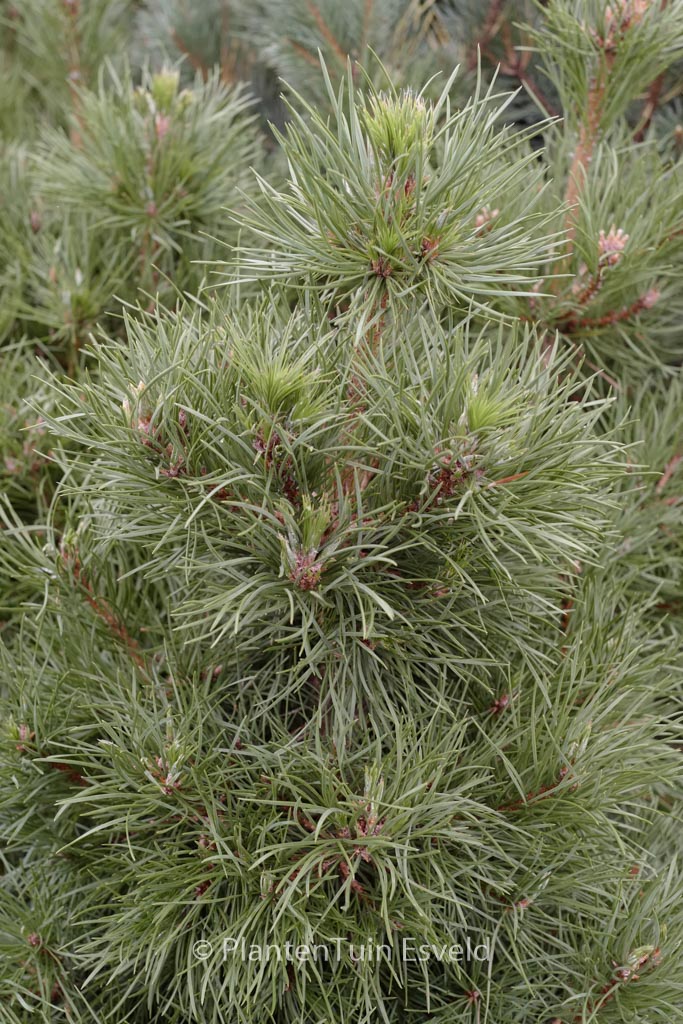 Pinus sylvestris ‘Globosa Viridis’