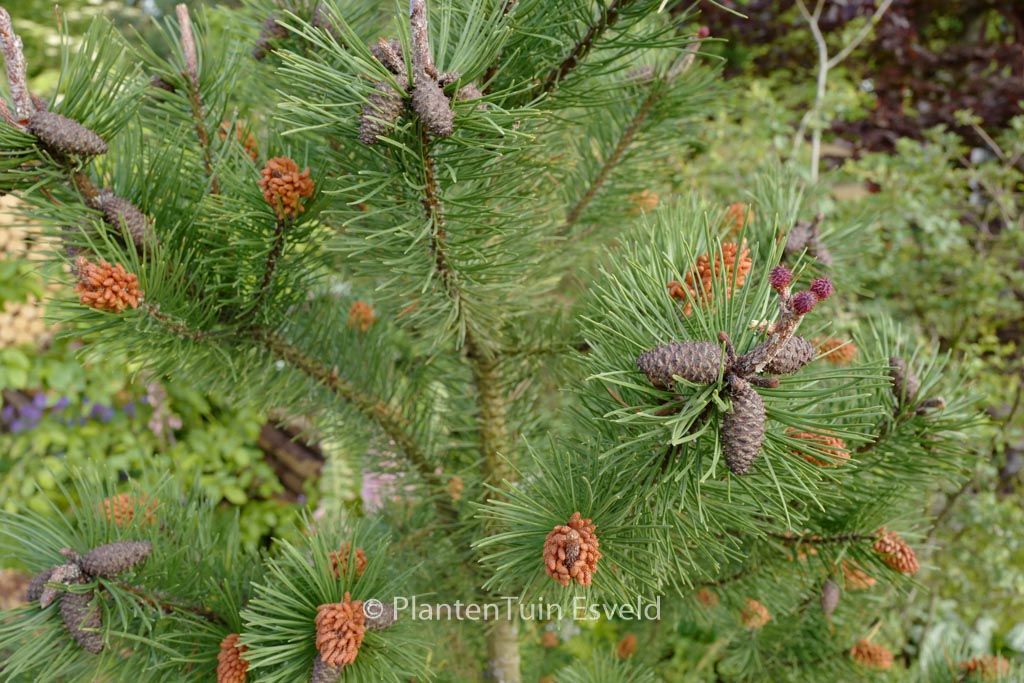 Pinus sylvestris