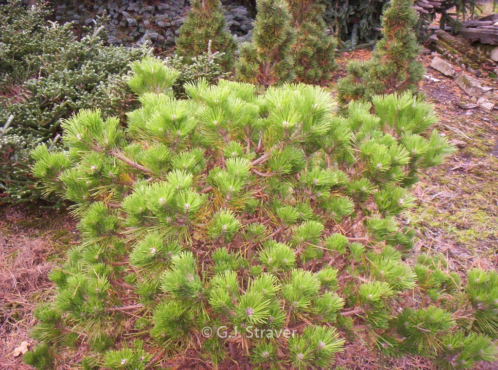 Pinus thunbergii ‘Shio-guro’