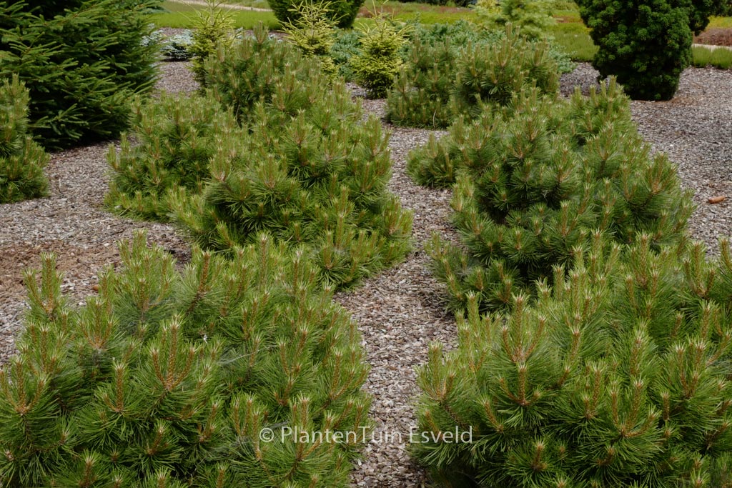 Pinus thunbergii ‘Thunderhead’