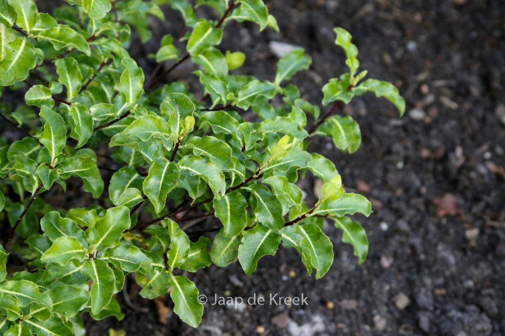 Pittosporum tenuifolium ‘Abbotsbury Gold’