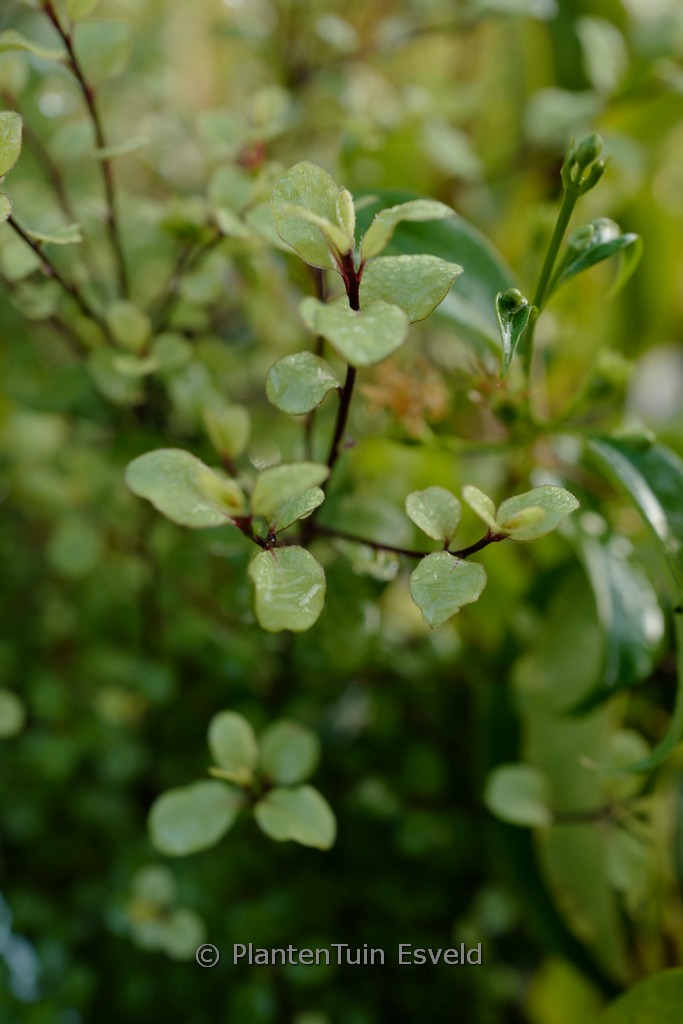 Pittosporum tenuifolium ‘Cratus’