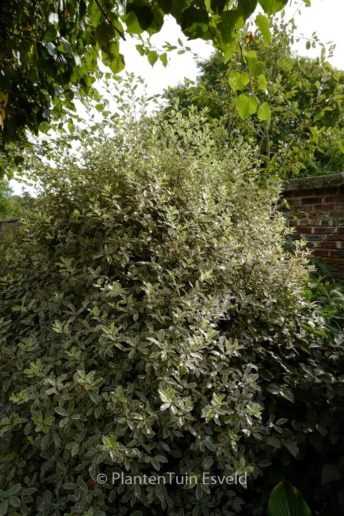 Pittosporum tenuifolium ‘Elizabeth’