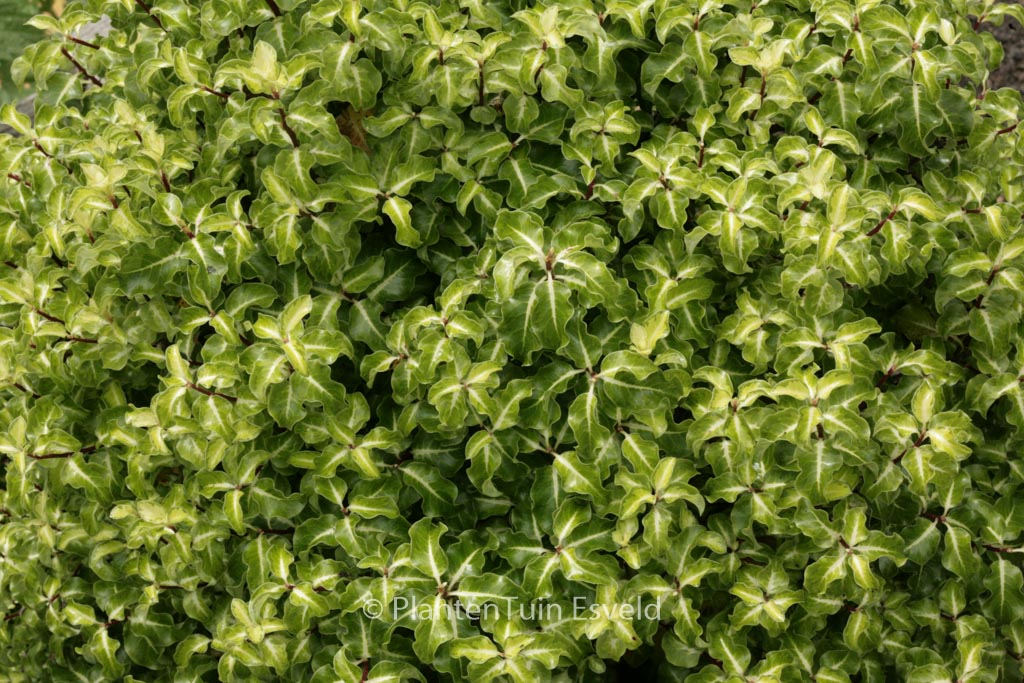 Pittosporum tenuifolium ‘Gold Star’