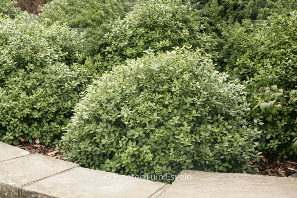 Pittosporum tenuifolium ‘Golf Ball’