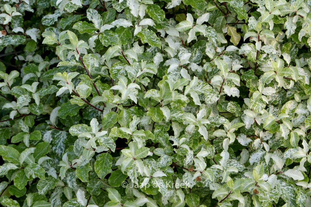 Pittosporum tenuifolium ‘Irene Paterson’