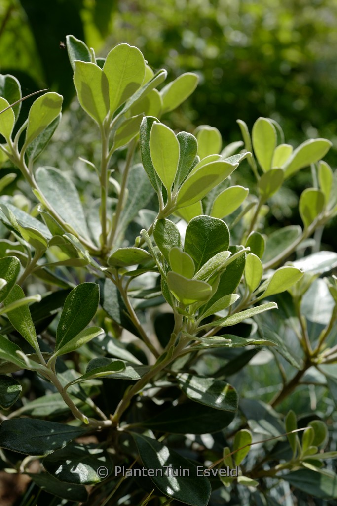 Pittosporum tenuifolium ‘Irish Luck’