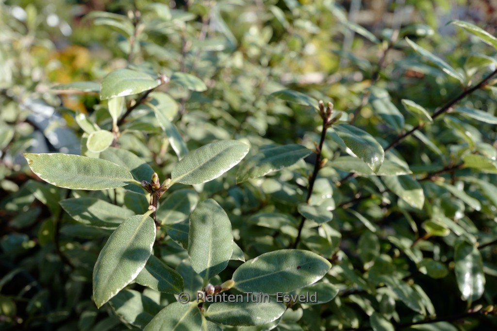 Pittosporum tenuifolium ‘Silver Ball’