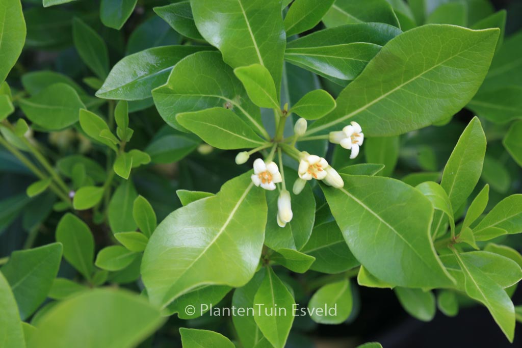 Pittosporum tobira ‘Cuneatum’