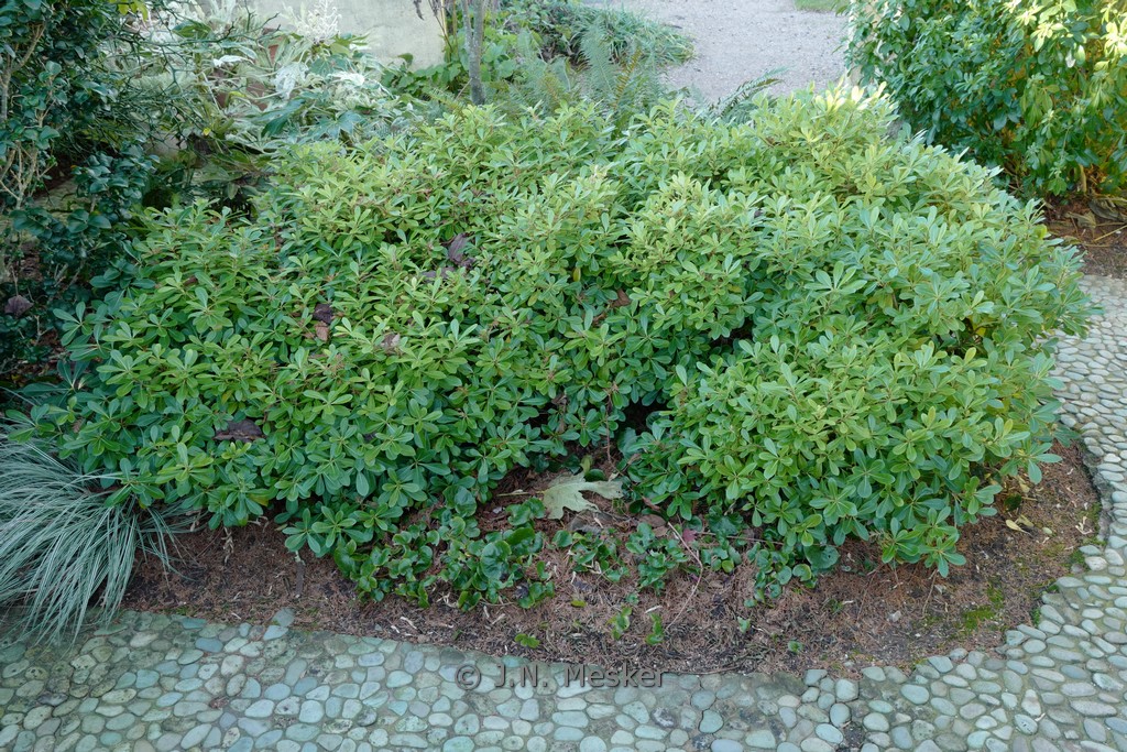 Pittosporum tobira ‘Nanum’