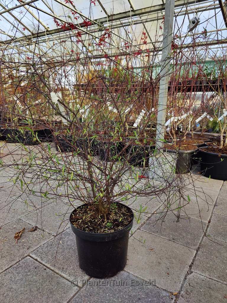 Plagianthus divaricatus