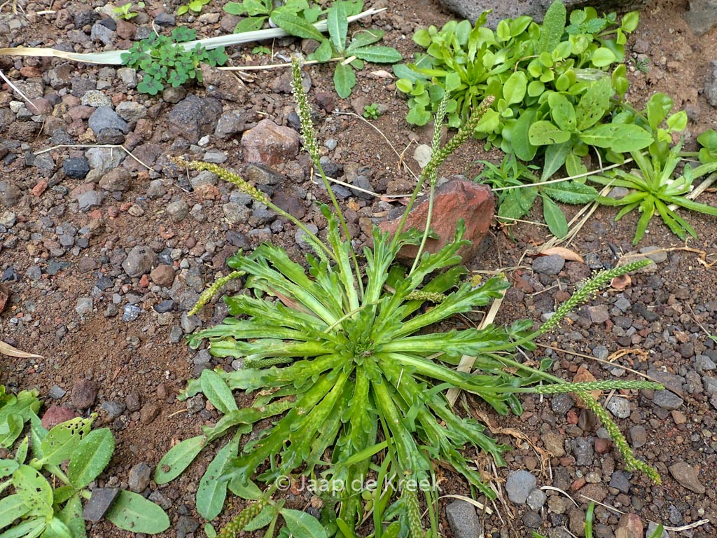 Plantago coronopus