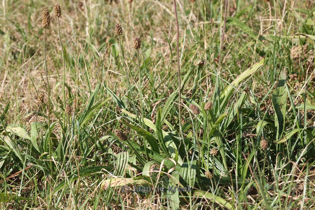 Plantago lanceolata