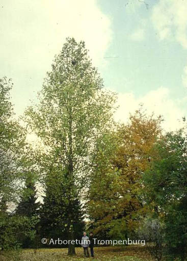 Platanus hispanica ‘Tremonia’