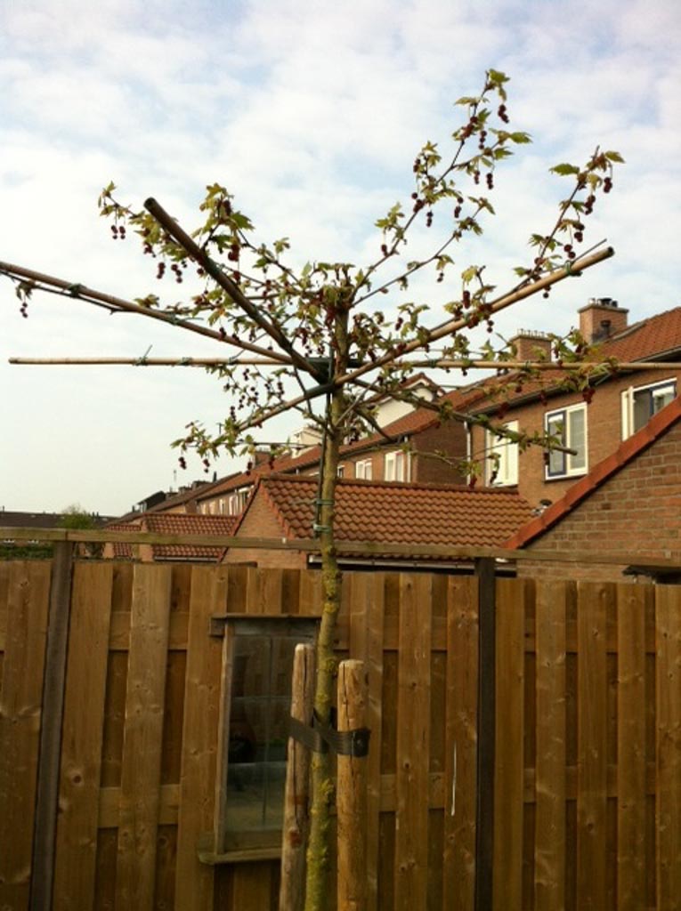 Platanus orientalis ‘Minaret’