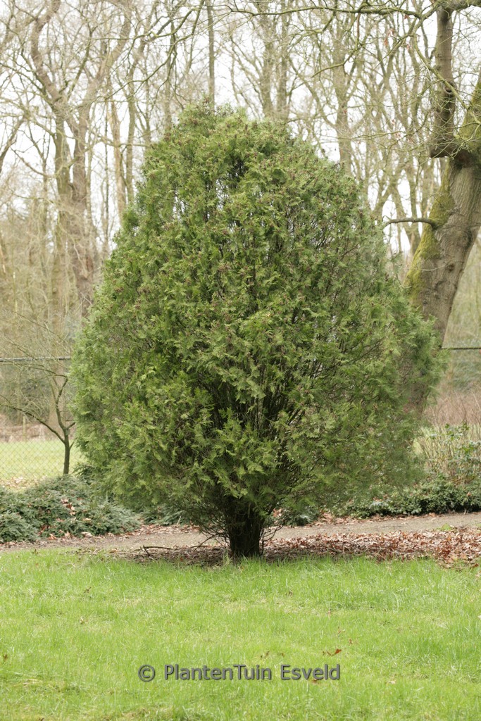 Platycladus orientalis ‘Blijdenstein’
