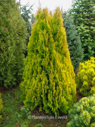 Platycladus orientalis ‘Pyramidalis Aurea’