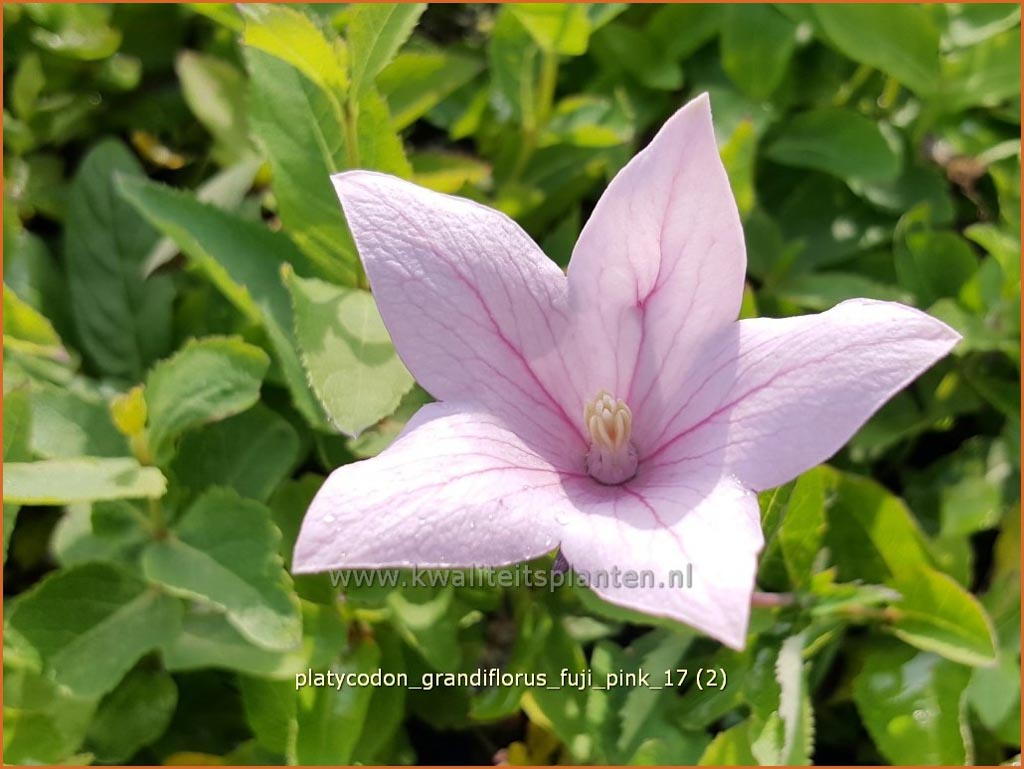 Platycodon grandiflorus ‘Fuji Pink’