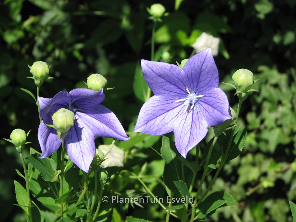 Platycodon grandiflorus ‘Mariesii’