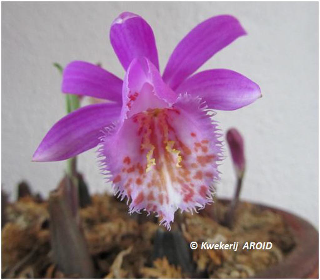 Pleione ‘Tongariro’