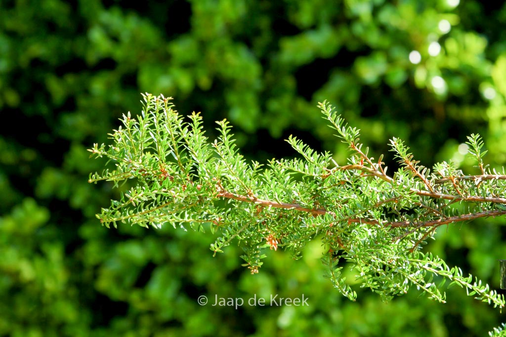 Podocarpus ‘Blaze’