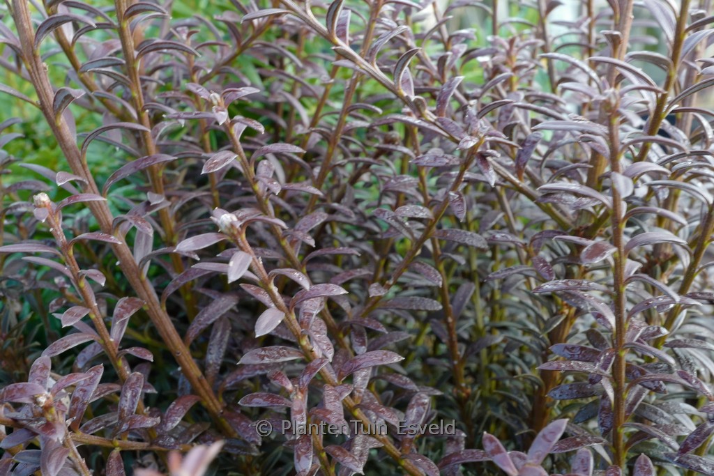 Podocarpus ‘Chocolate Box’