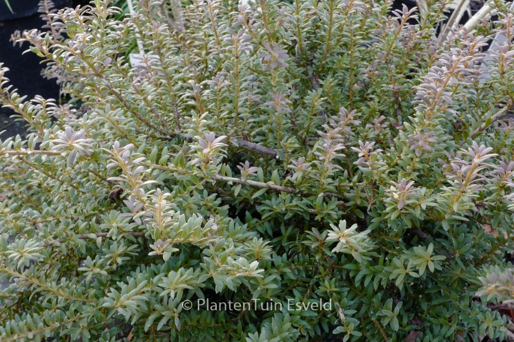 Podocarpus ‘Havering’