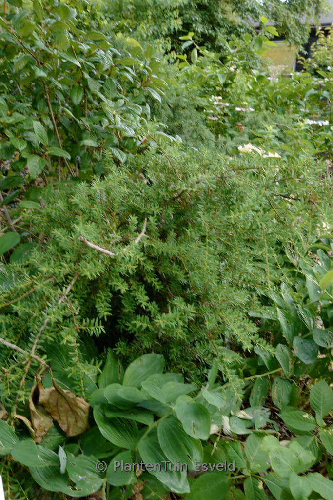 Podocarpus cunninghamii