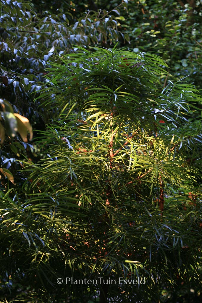 Podocarpus henkelii